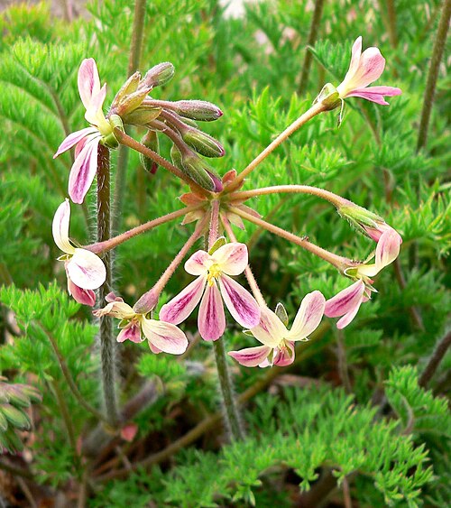 Pelargonium triste: Photo of Pelargonium triste at the University of California Botanical Garden