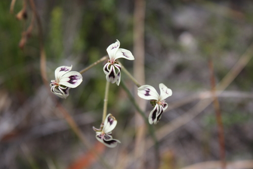 Pelargonium triste (Pelargonium triste)