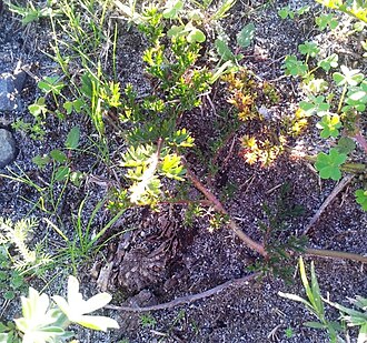 Pelargonium triste: Pelargonium triste - Kenwyn Nature Park Cape Town