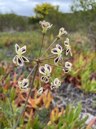 Pelargonium triste (Pelargonium triste)