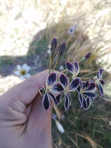 Pelargonium triste (Pelargonium triste)