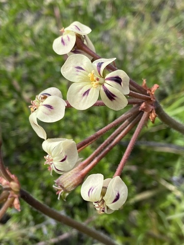 Pelargonium triste (Pelargonium triste)