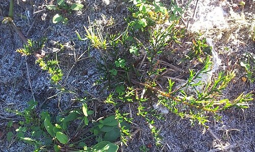 Pelargonium triste: Pelargonium triste - Kenwyn Nature Park Cape Town