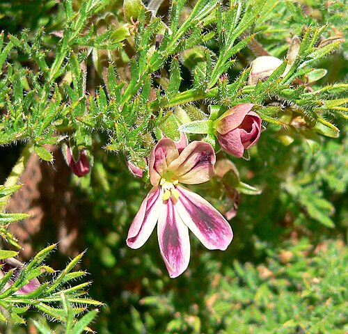 Pelargonium triste: Pelargonium triste at the University of California Botanical Garden , Berkeley, California