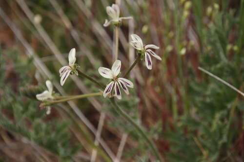 Pelargonium triste (Pelargonium triste)
