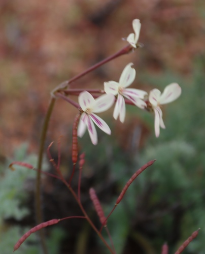 Pelargonium triste (Pelargonium triste)