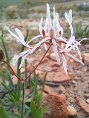 Pelargonium undulatum (Pelargonium undulatum)