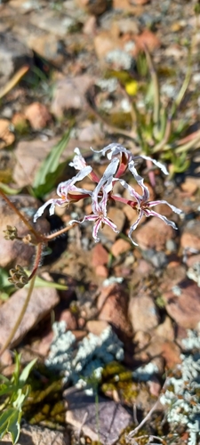 Pelargonium undulatum (Pelargonium undulatum)