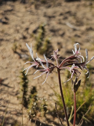 Pelargonium undulatum (Pelargonium undulatum)