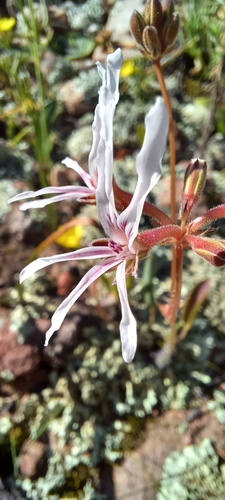 Pelargonium undulatum (Pelargonium undulatum)