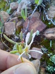 Pelargonium undulatum (Pelargonium undulatum)