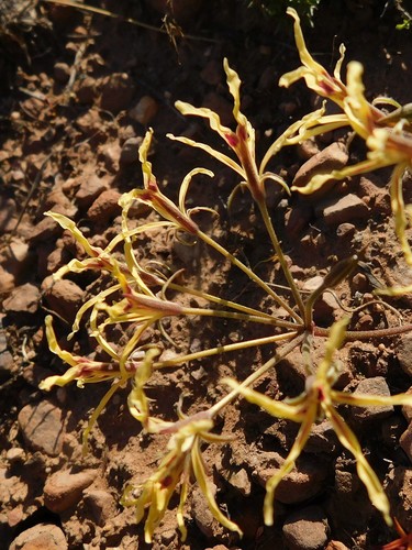 Pelargonium undulatum (Pelargonium undulatum)