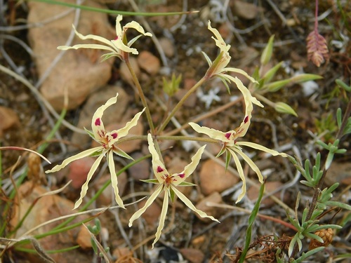 Pelargonium undulatum (Pelargonium undulatum)