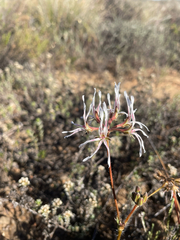 Pelargonium undulatum (Pelargonium undulatum)