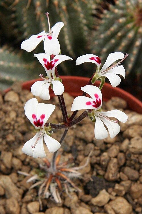 Pelargonium vinaceum: Pelargonium vinaceum in Kultur