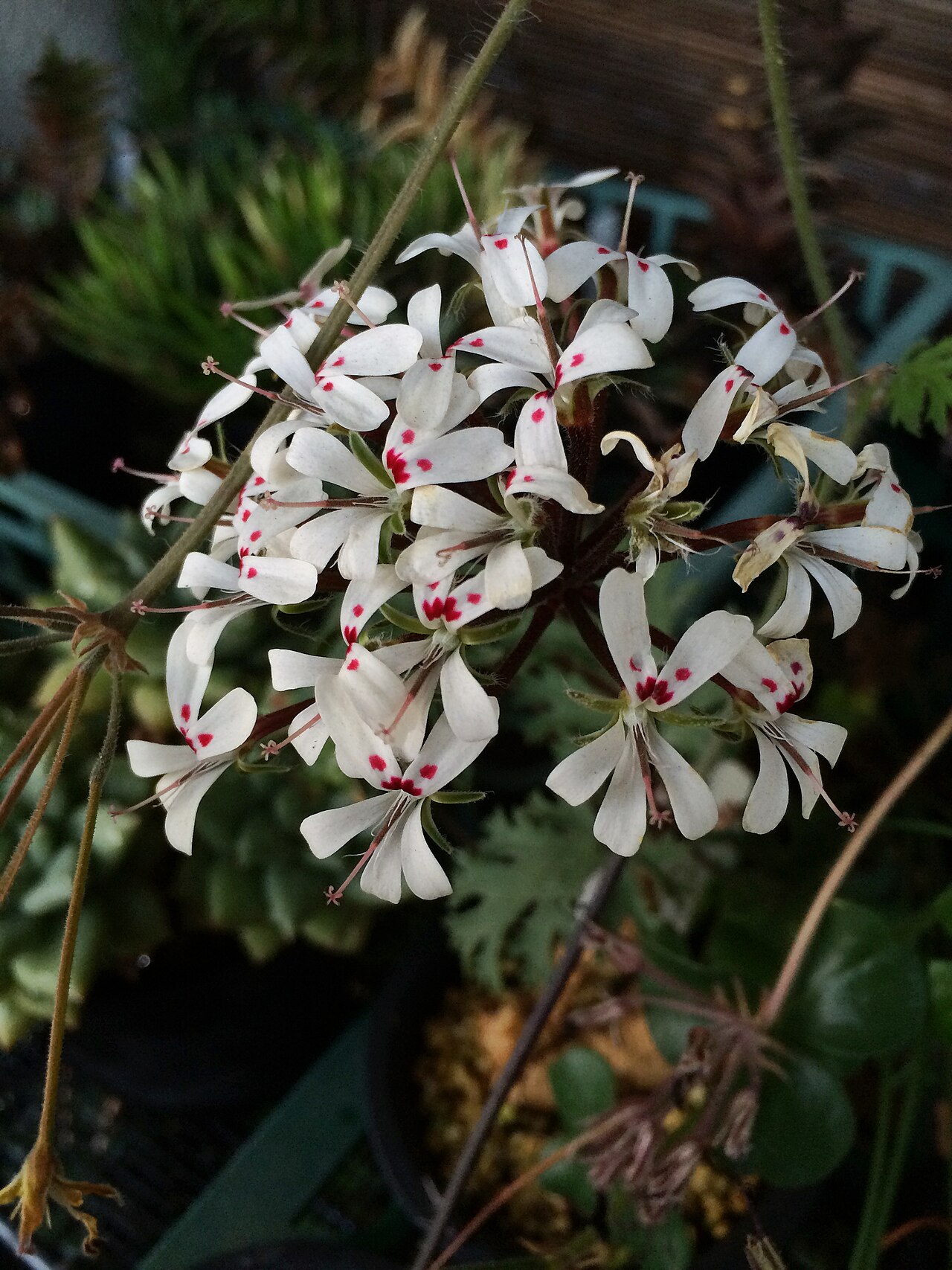 Pelargonium vinaceum: Pelargonium vinaceum