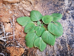 Pelargonium vinaceum (Pelargonium vinaceum)