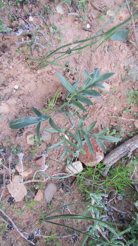 Pelargonium violiflorum (Pelargonium violiflorum)
