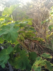 Grapeleaf geranium (Pelargonium vitifolium)