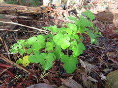 Grapeleaf geranium (Pelargonium vitifolium)