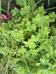 Grapeleaf geranium (Pelargonium vitifolium)