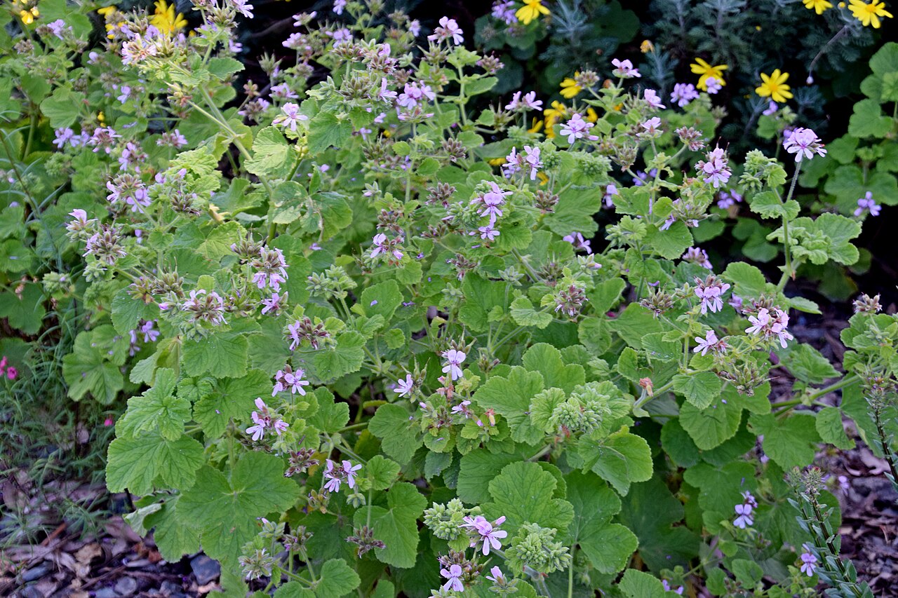 Grapeleaf geranium: Pelargonium vitifolium in Dunedin Botanic Garden, Dunedin, New Zealand