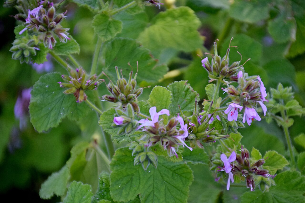 Grapeleaf geranium: Pelargonium vitifolium in Dunedin Botanic Garden, Dunedin, New Zealand