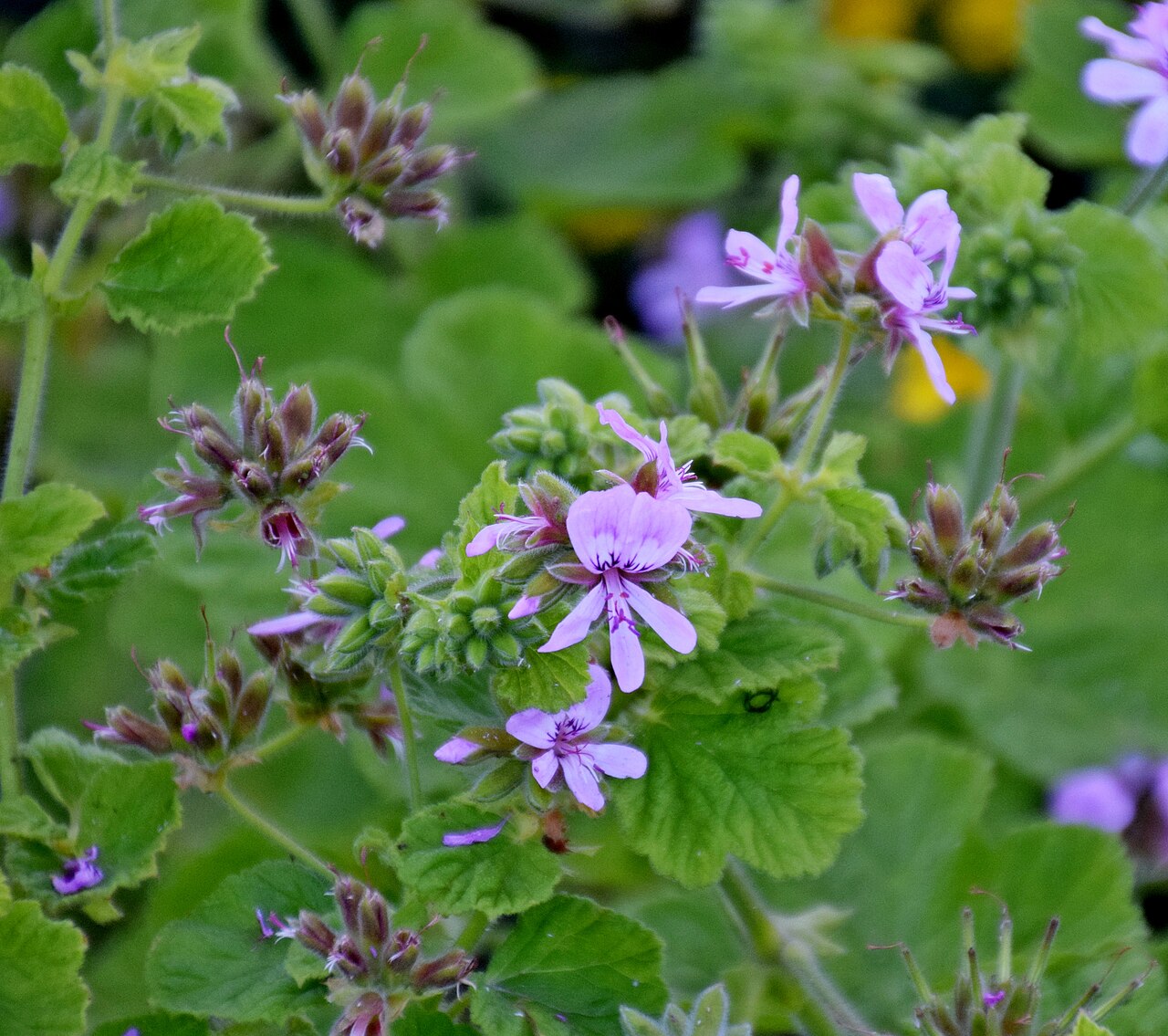 Grapeleaf geranium: Pelargonium vitifolium in Dunedin Botanic Garden, Dunedin, New Zealand