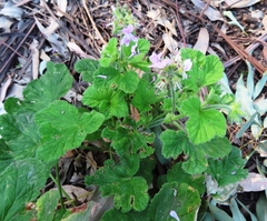 Grapeleaf geranium (Pelargonium vitifolium)