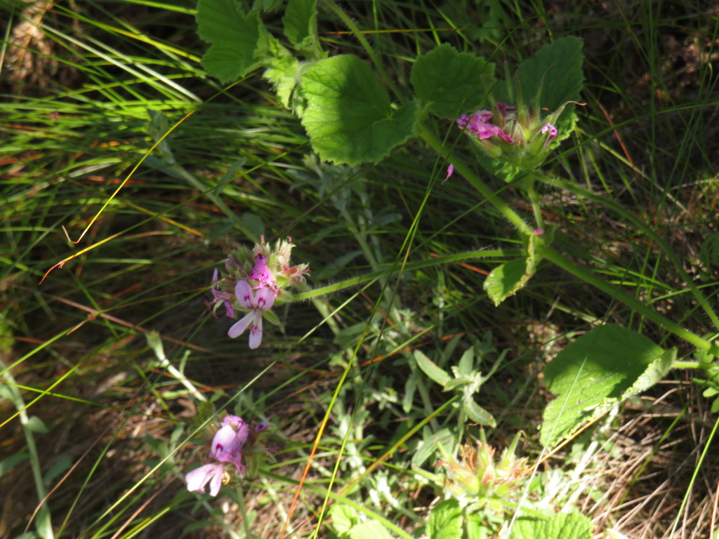 Grapeleaf geranium (Pelargonium vitifolium)