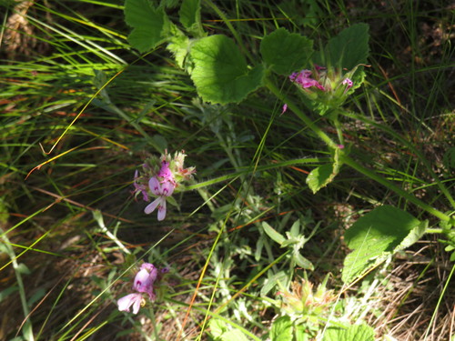 Grapeleaf geranium (Pelargonium vitifolium)