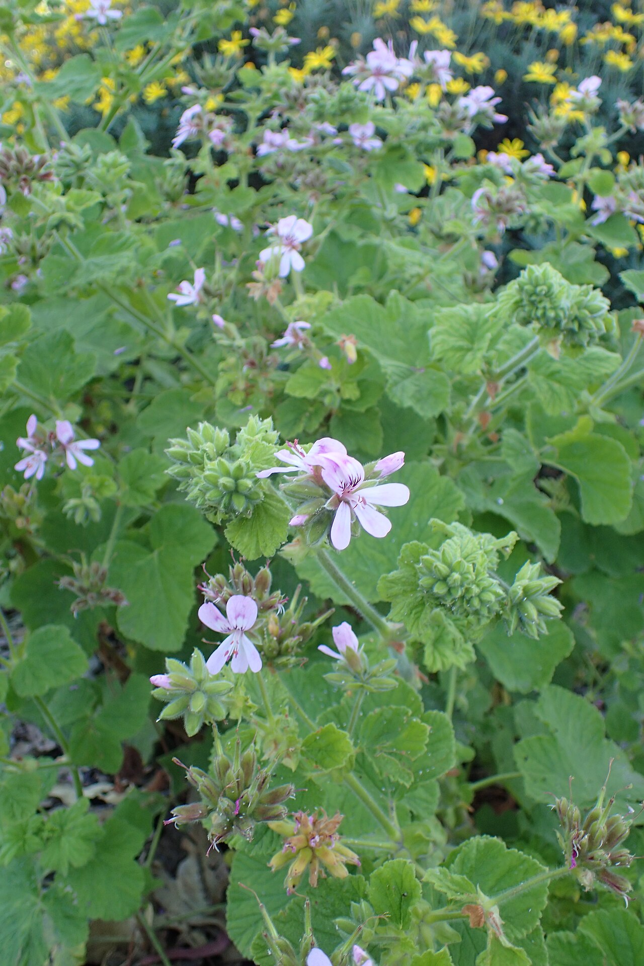 Grapeleaf geranium: Pelargonium vitifolium in Dunedin Botanic Garden