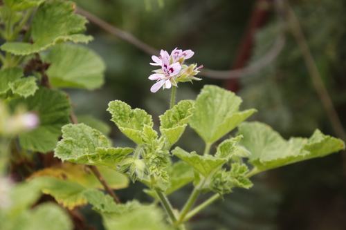 Grapeleaf geranium (Pelargonium vitifolium)