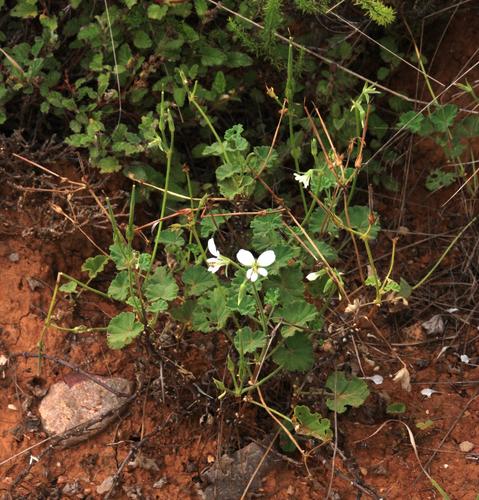 Pelargonium worcesterae (Pelargonium worcesterae)