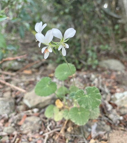 Pelargonium worcesterae (Pelargonium worcesterae)