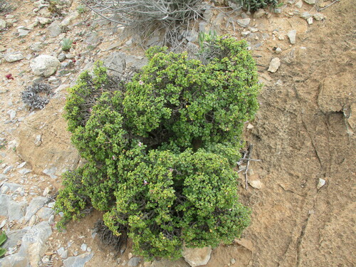 Pelargonium xerophyton (Pelargonium xerophyton)