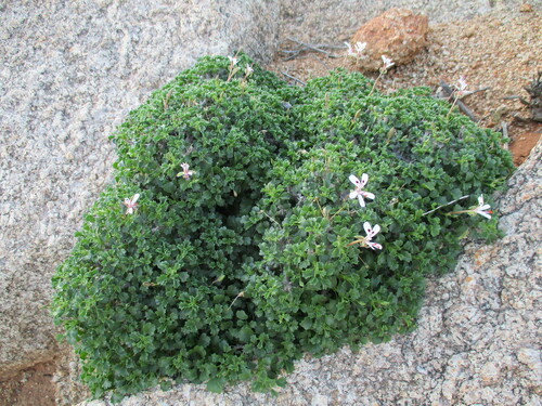 Pelargonium xerophyton (Pelargonium xerophyton)
