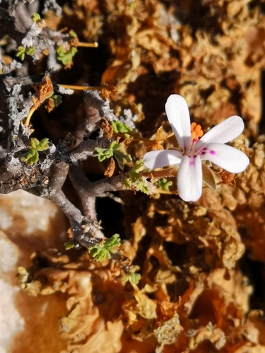 Pelargonium xerophyton (Pelargonium xerophyton)