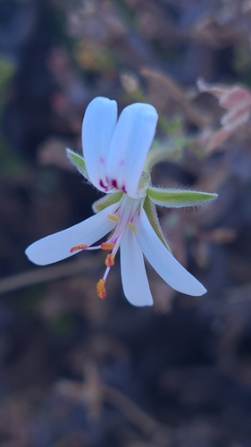Pelargonium xerophyton (Pelargonium xerophyton)