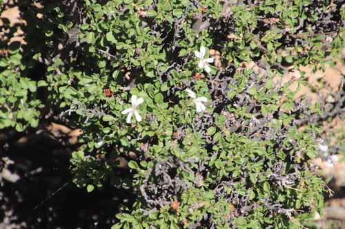 Pelargonium xerophyton (Pelargonium xerophyton)