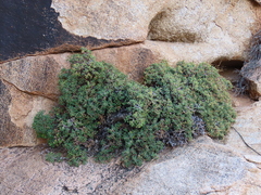 Pelargonium xerophyton (Pelargonium xerophyton)