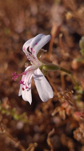 Pelargonium xerophyton (Pelargonium xerophyton)