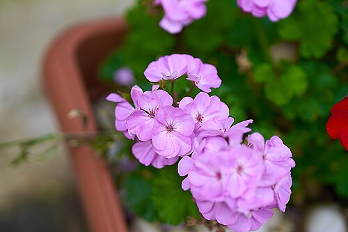 Horseshoe geranium: Garden Geranium (Pelargonium Zonale) in Athens.