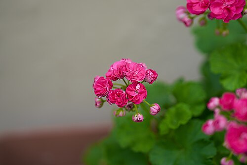Horseshoe geranium: Garden Geranium (Pelargonium Zonale) in Athens.