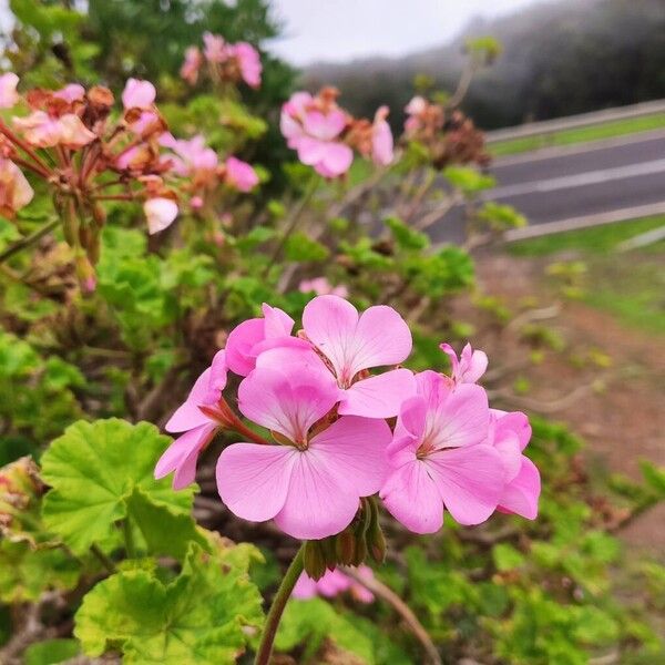 Horseshoe geranium (Pelargonium zonale)