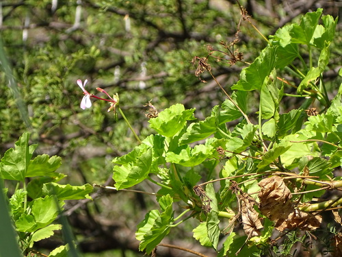 Horseshoe geranium (Pelargonium zonale)