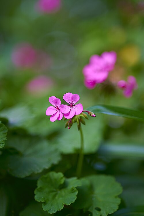 Horseshoe geranium: Garden Geranium (Pelargonium Zonale) in Athens.