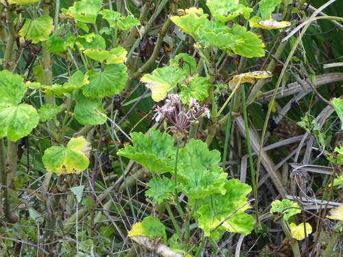 Horseshoe geranium (Pelargonium zonale)