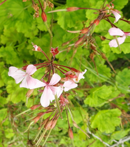 Horseshoe geranium (Pelargonium zonale)