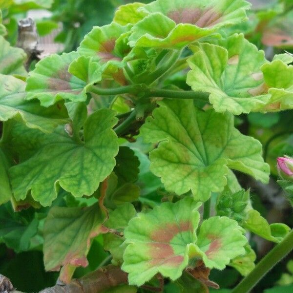 Horseshoe geranium (Pelargonium zonale)
